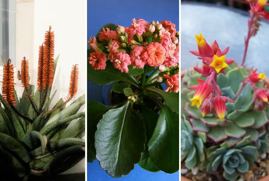 Suculentas Floridas