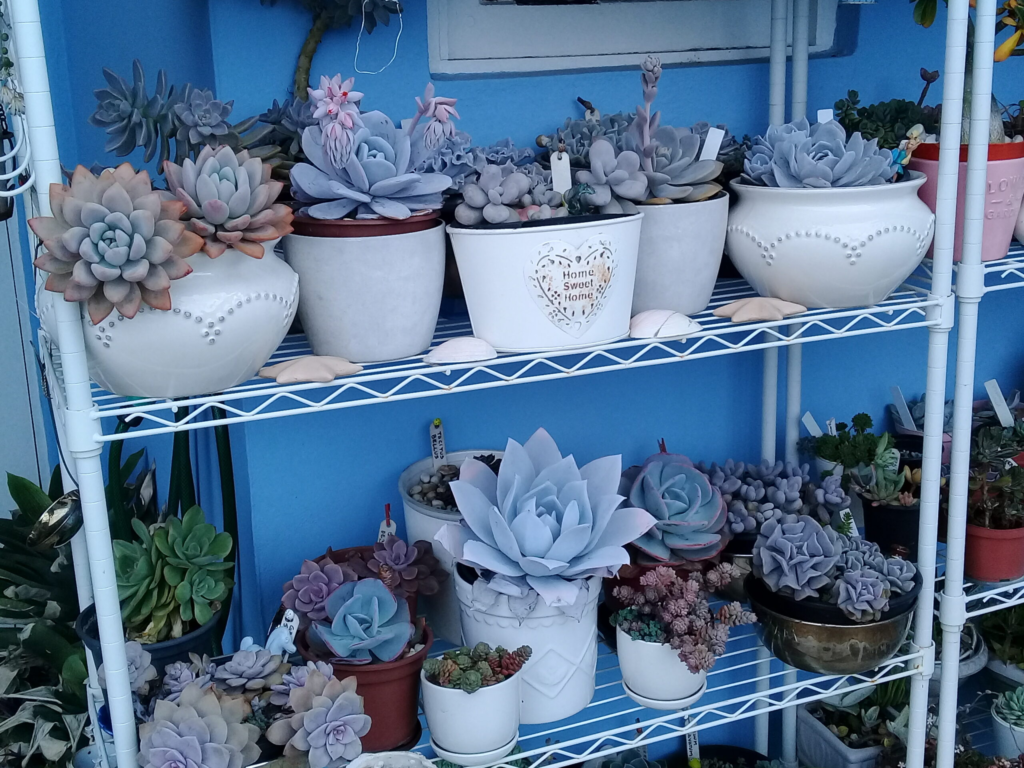 Jardim de Suculentas em Vasos
