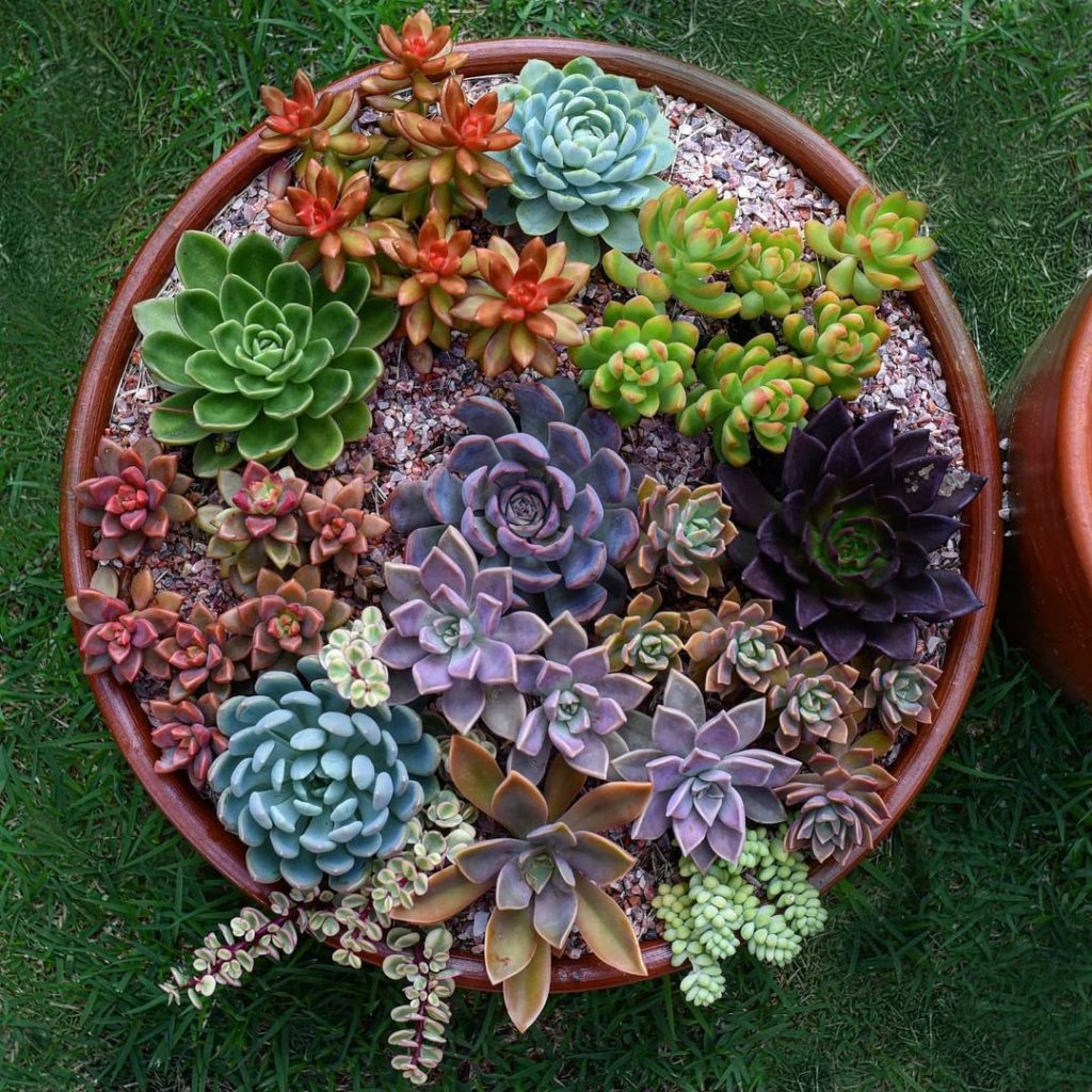 Um vaso contendo suculentas coloridas