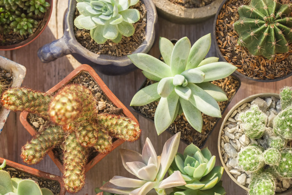Diferenças Entre Cactos e Suculentas
